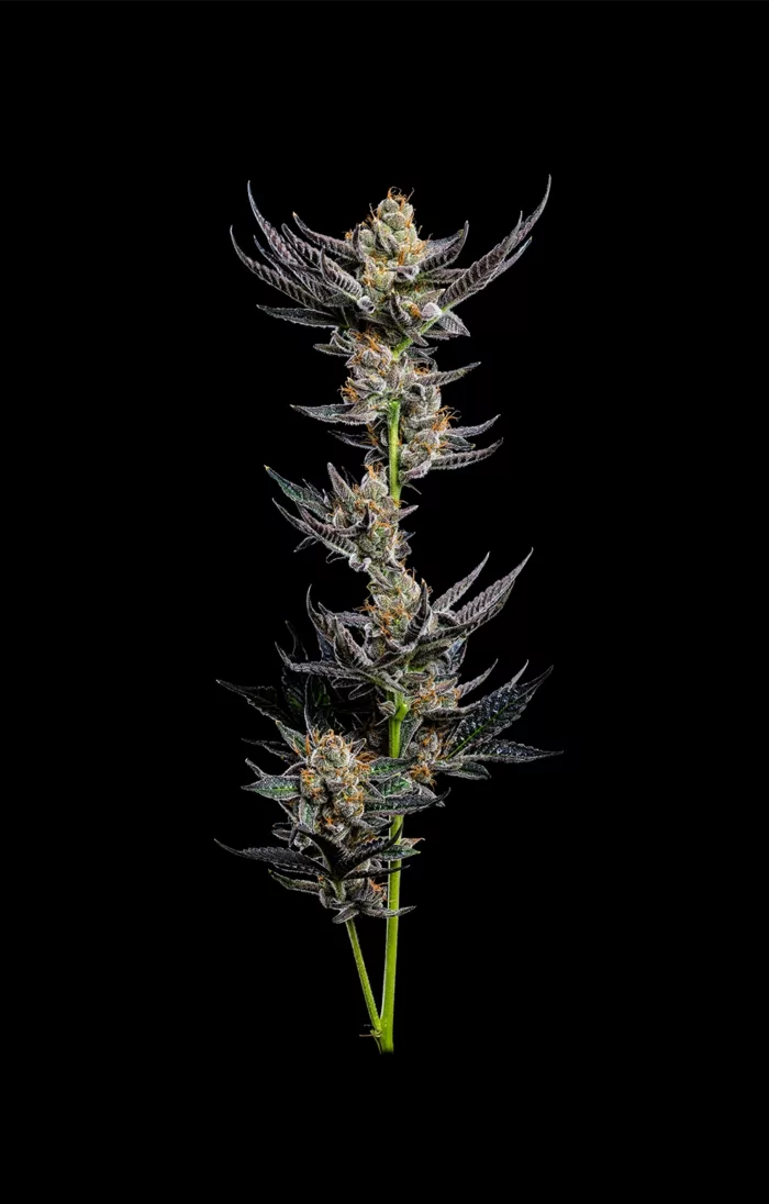 Jelly Donutz Feminized Cannabis Seeds