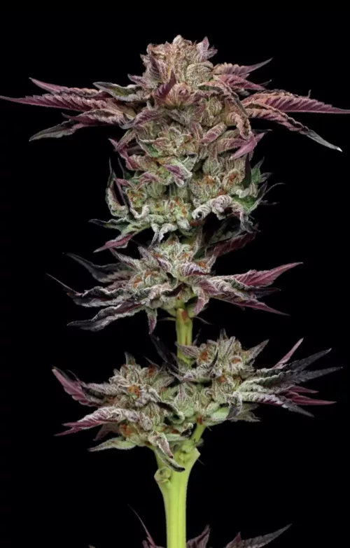 Jelly Donutz Feminized Cannabis Seeds