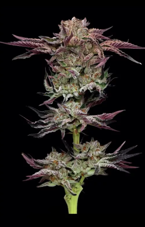 Jelly Donutz Cannabis Seeds - Cannabis Flower