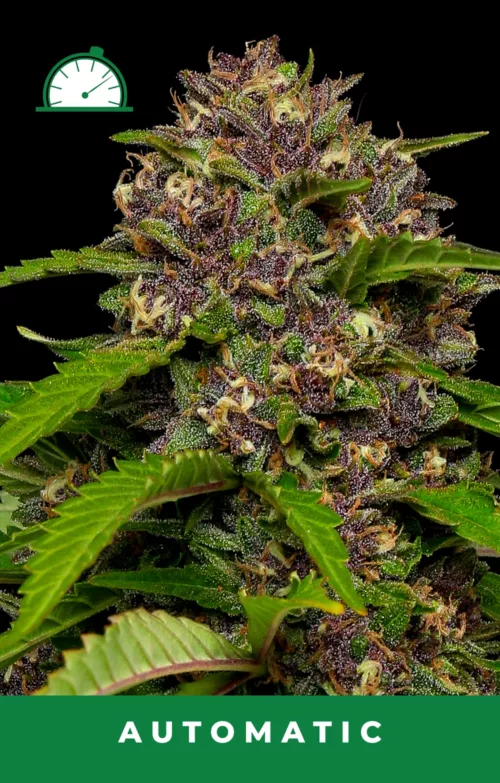 Squirt Feminized Cannabis Seeds