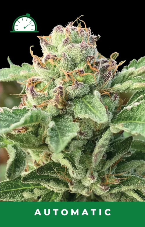 Apple Blossom Autoflower Cannabis Seeds