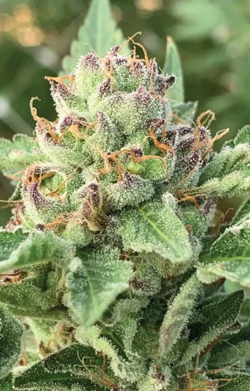 Apple Blossom Cannabis Seeds - Cannabis Flower