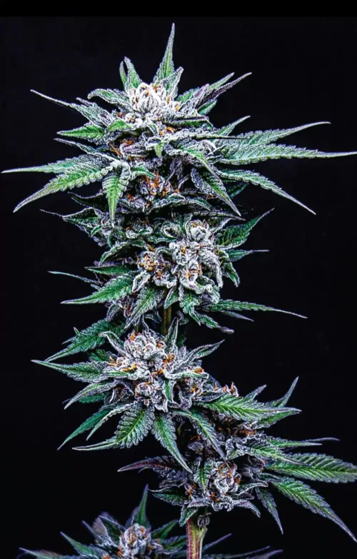 Blueberry Pancakes Cannabis Seeds - Cannabis Flower