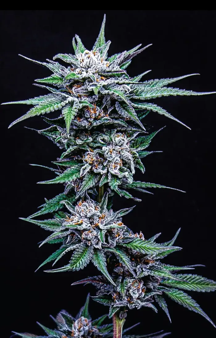 Blueberry Pancakes Cannabis Seeds - Cannabis Flower