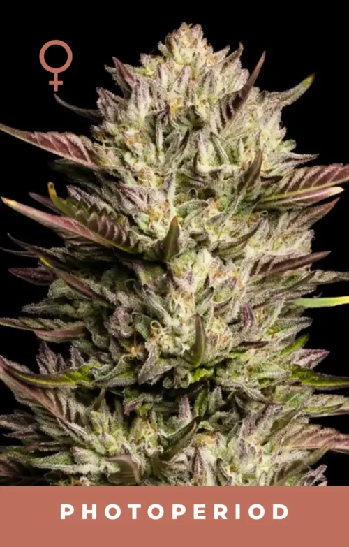 California Octane Feminized Cannabis Seeds