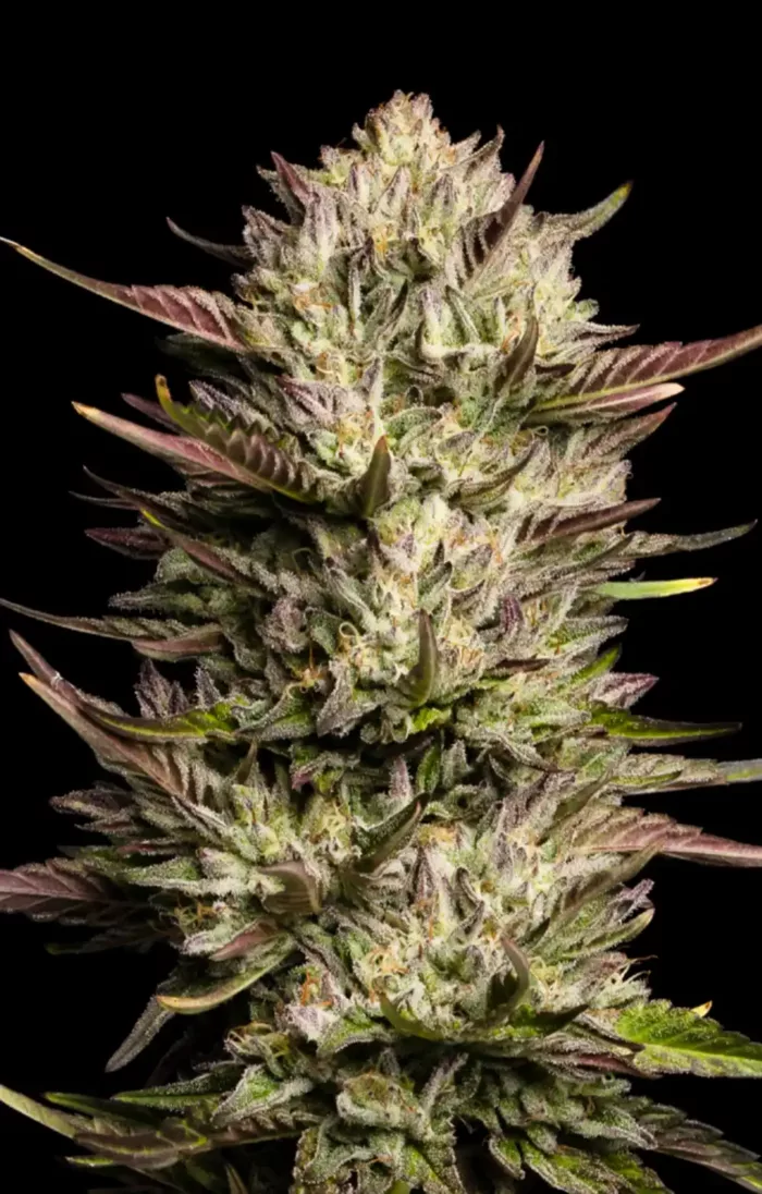Cali Octane Cannabis Seeds - Cannabis Flower