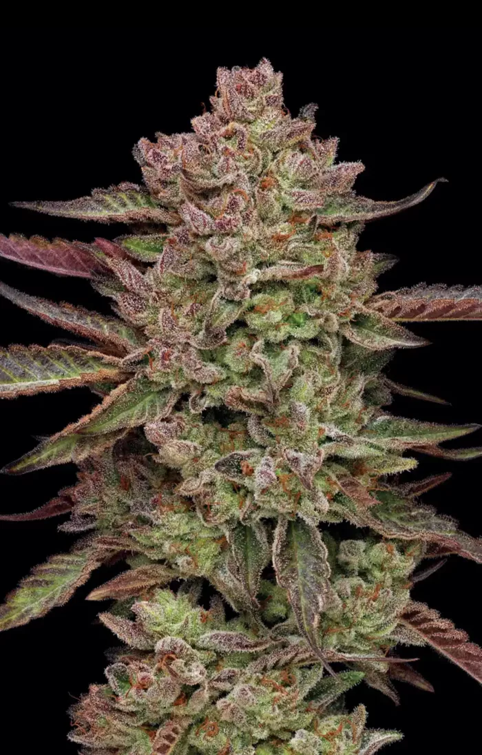 Gazzurple Cannabis Seeds - Cannabis Flower