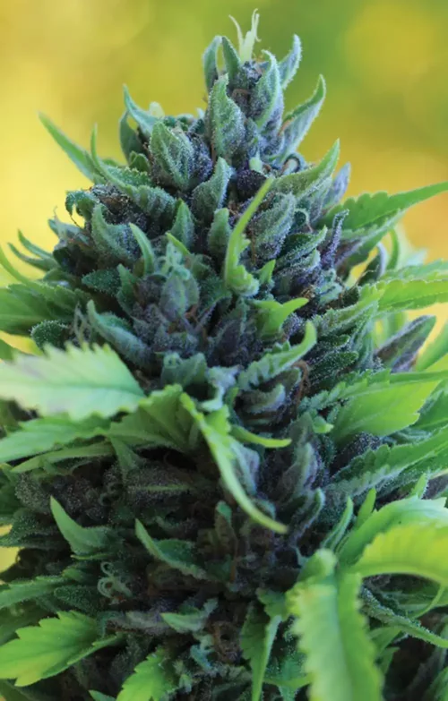 Humboldt Dream Cannabis Seeds - Cannabis Flower