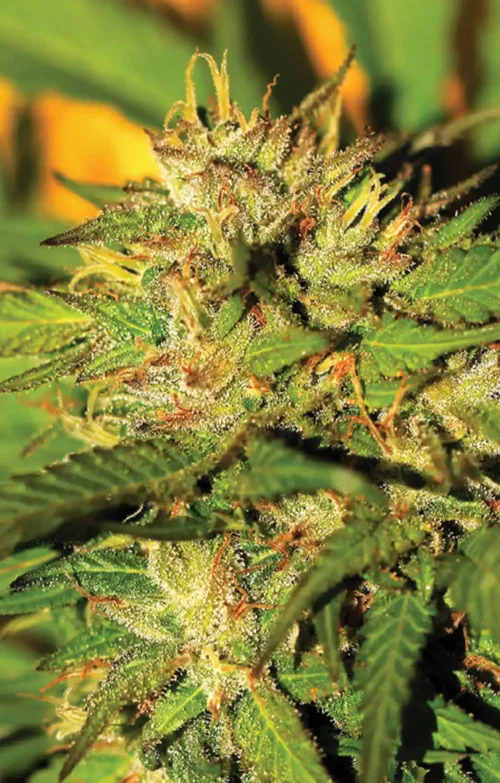 Humboldt Headband Cannabis Seeds - Cannabis Flower