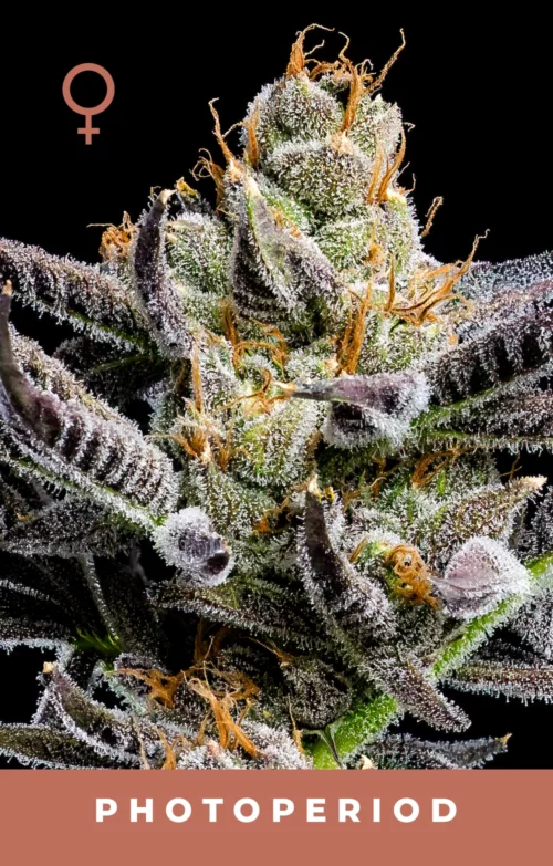 Jelly Donutz Feminized Cannabis Seeds