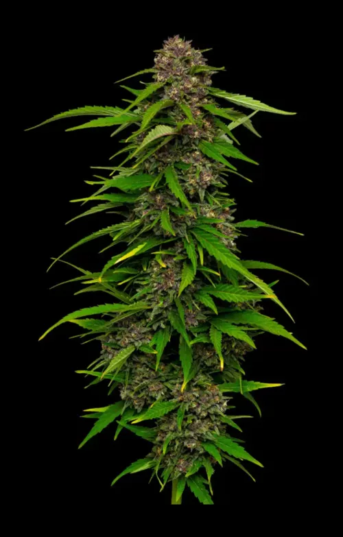 Squirt Cannabis Seeds - Cannabis Flower