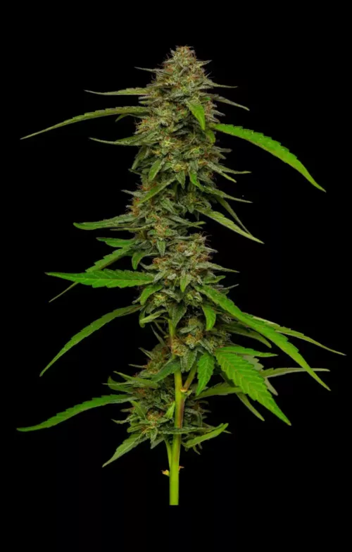 Strawberry Cheesecake Cannabis Seeds - Cannabis Flower
