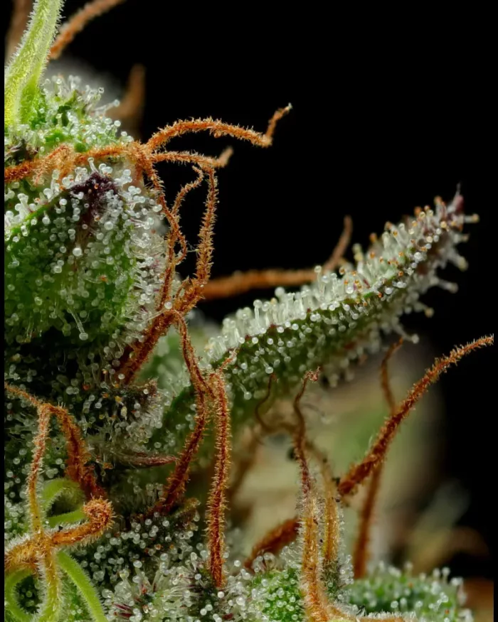Strawberry Cheesecake - Cannabis Seeds - Cannabis Flower