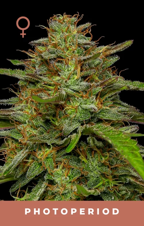 Strawberry Cheesecake Autoflower Cannabis Seeds