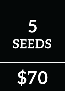 5 Seeds