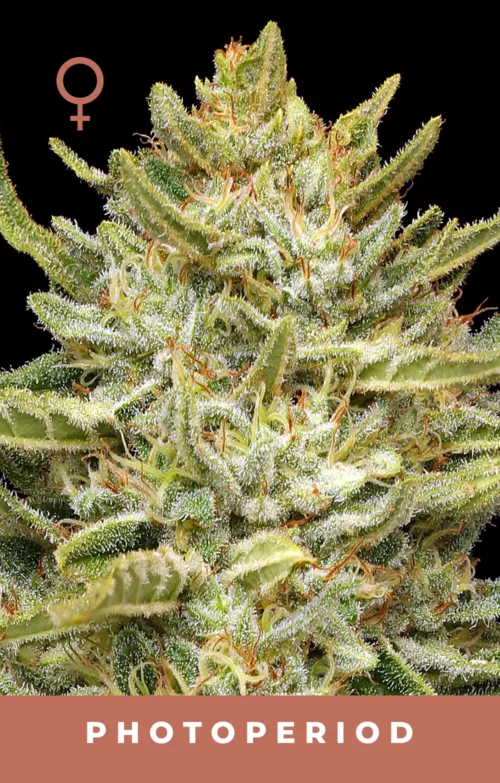 Cali Sour Feminized Cannabis Seeds