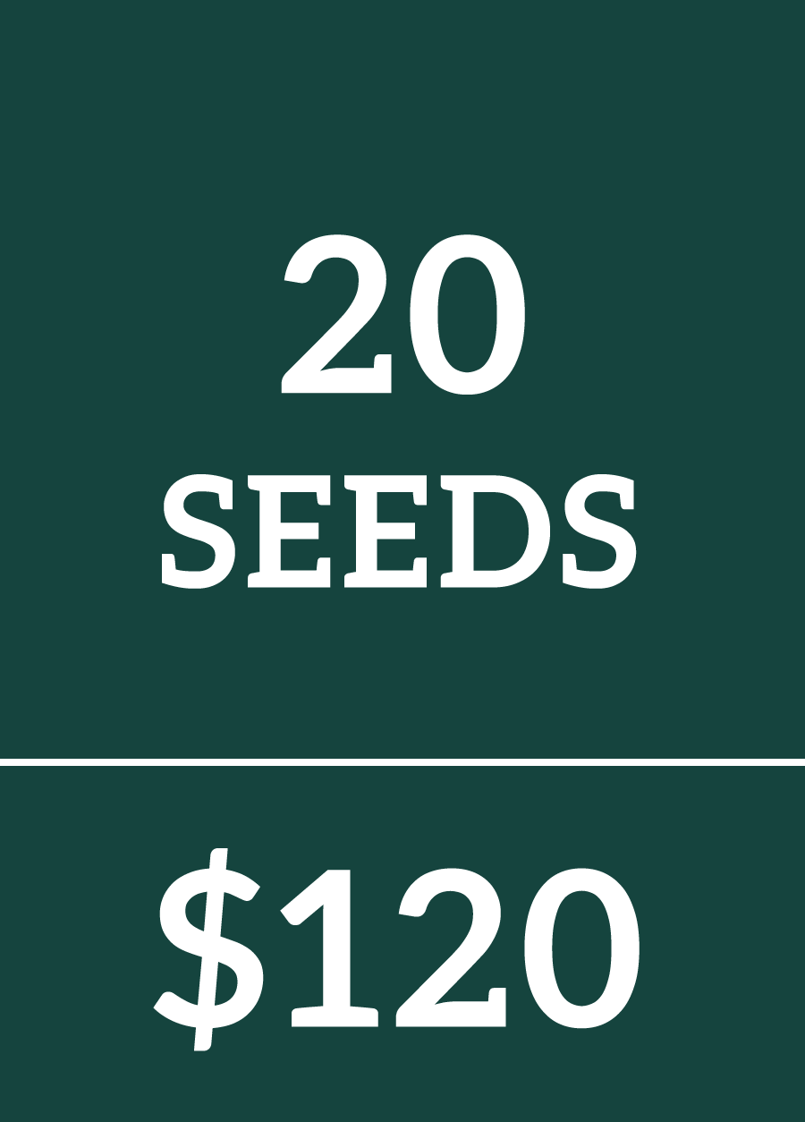 20 Regular Seeds $120