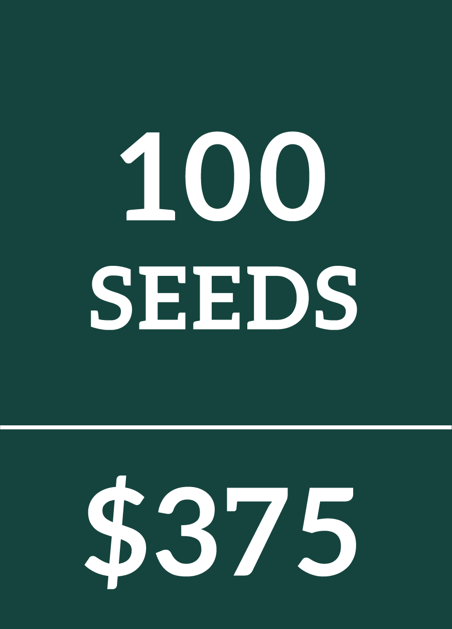 100 Regular Seeds $375