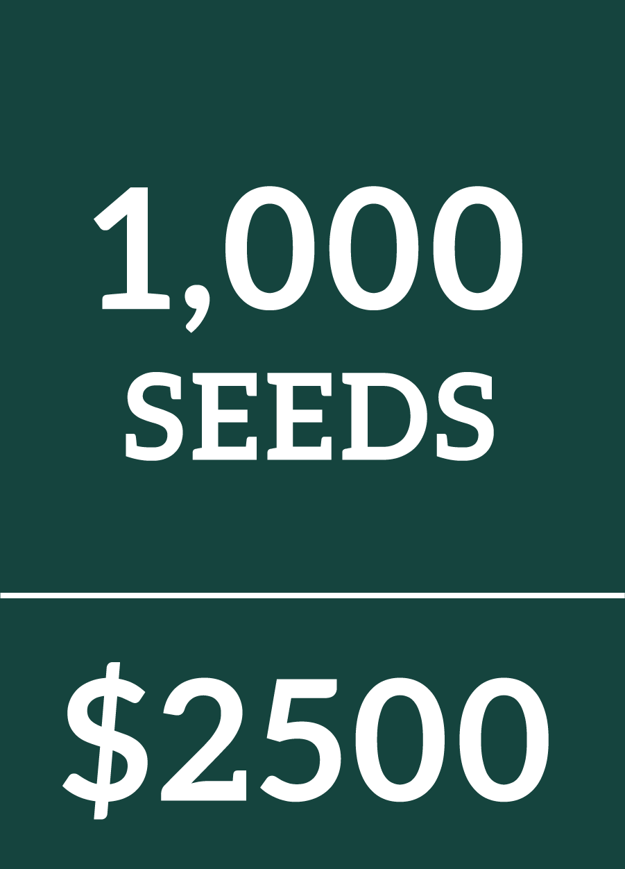 1000 Regular Seeds $2500