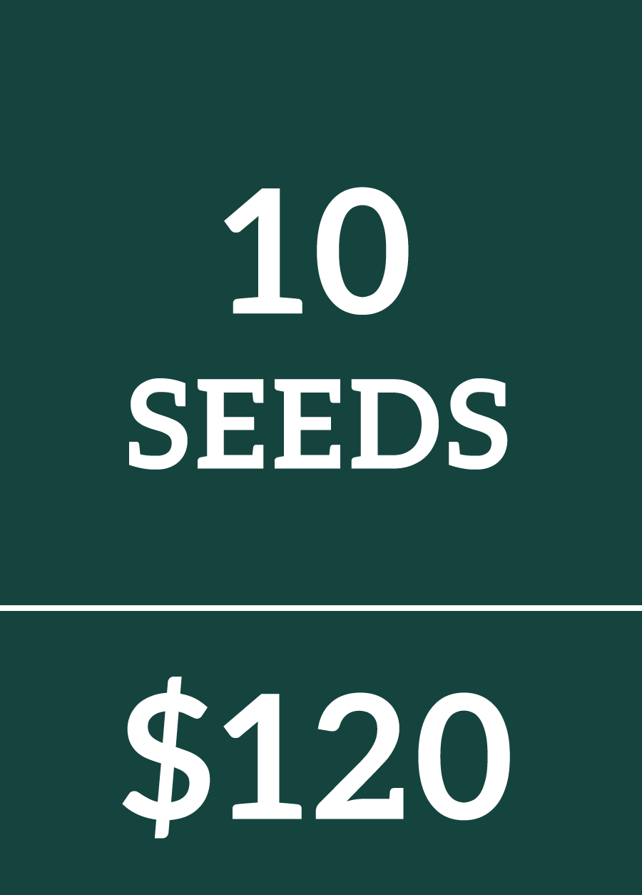 10 Cannabis Seeds $120