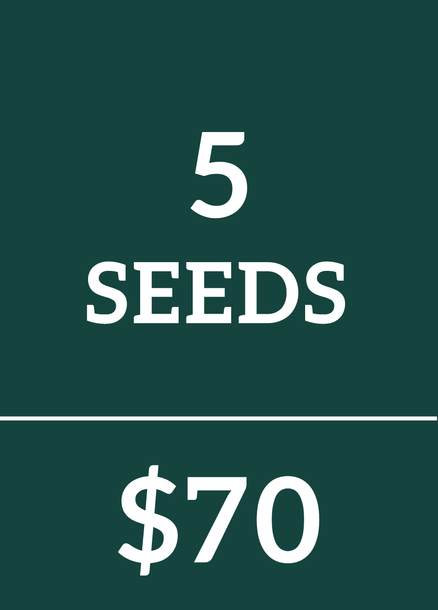 5 Cannabis Seeds $70