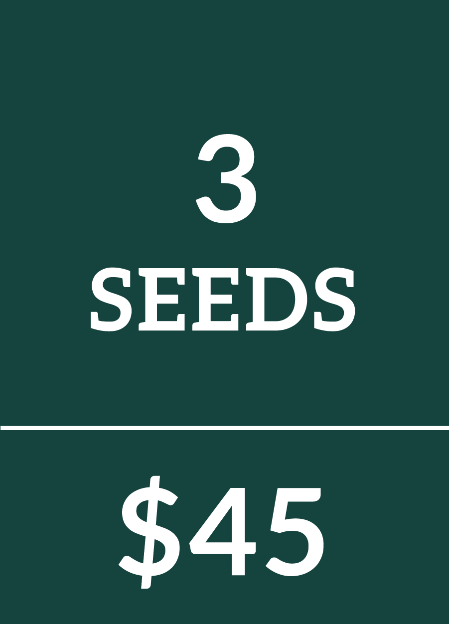 3 Cannabis Seeds $45