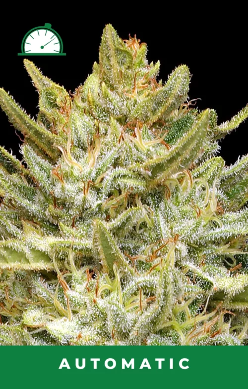 California Sour Diesel Strain graphic