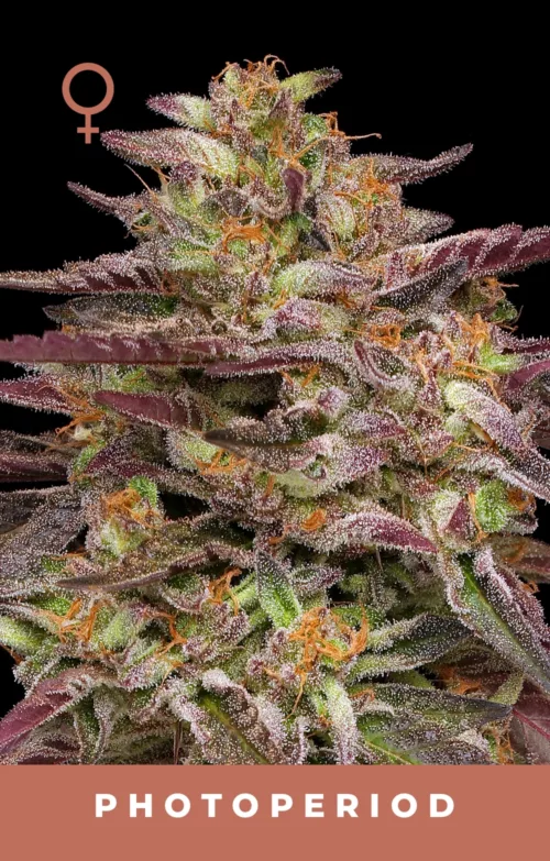 Cob Salad Cannabis Strain