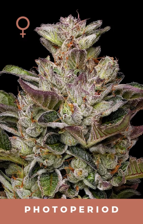 Donutz Cannabis Strain