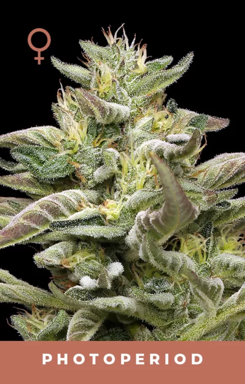 Donutz Triploid Strain