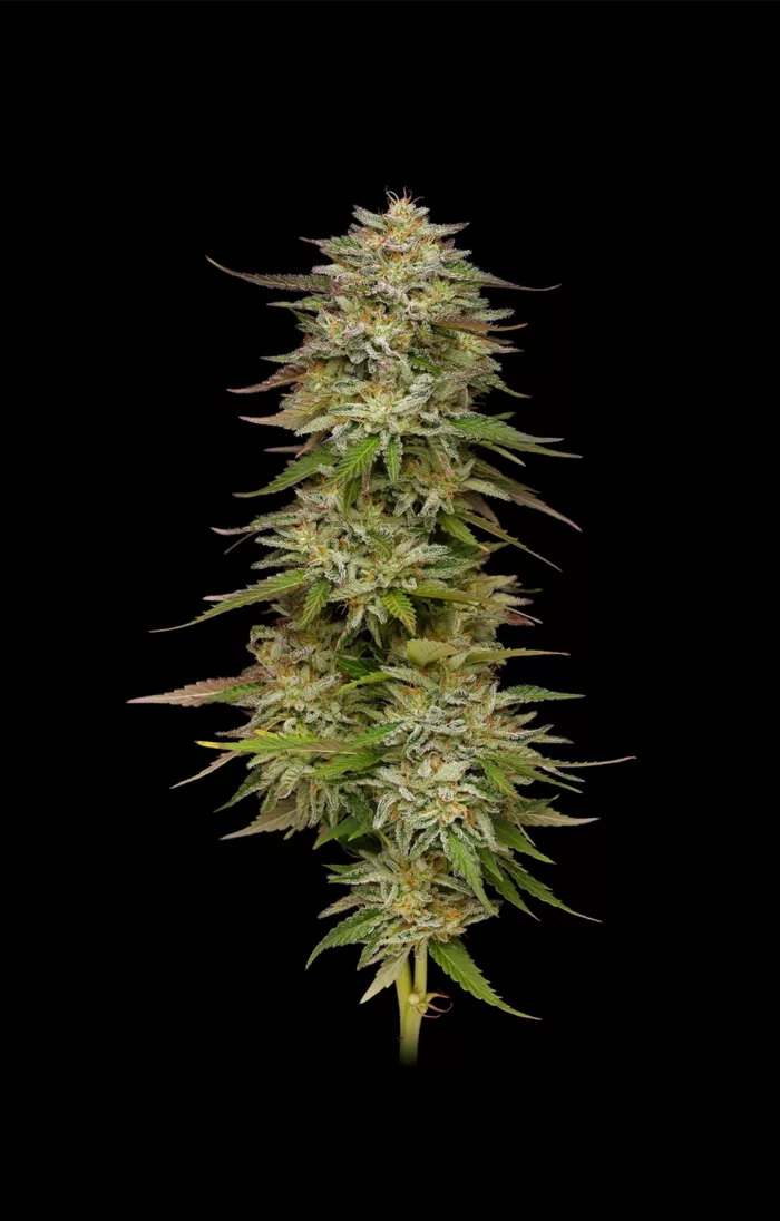 Golden Sands Cannabis Flower Photo