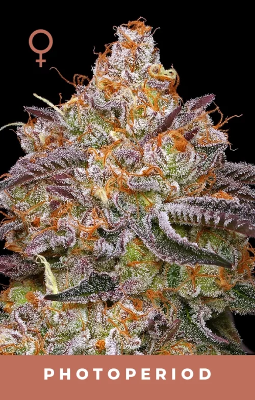 Granny Candy Strain Graphic