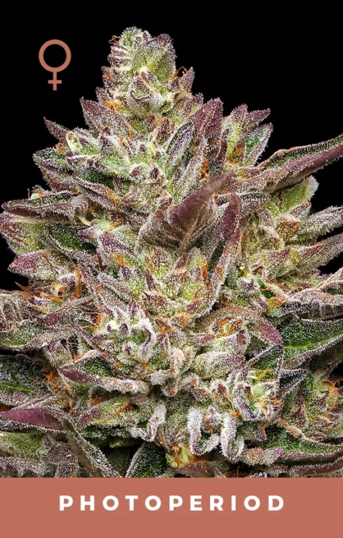 Guzzlers Feminized Cannabis Strain