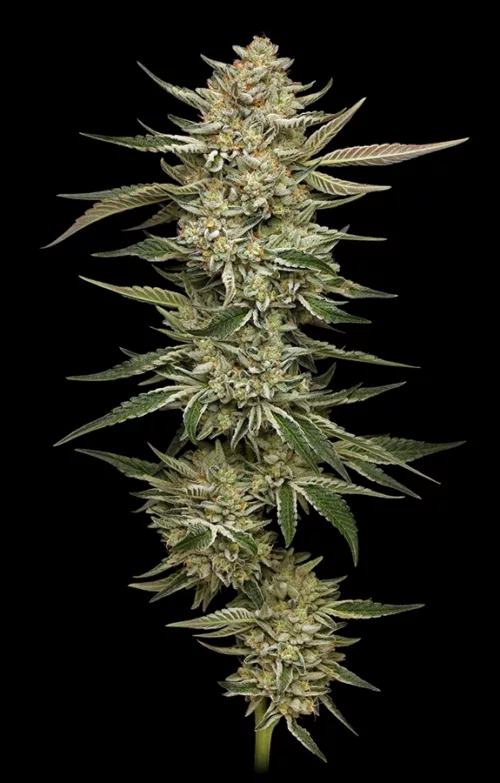 OG Triploid Feminized Cannabis