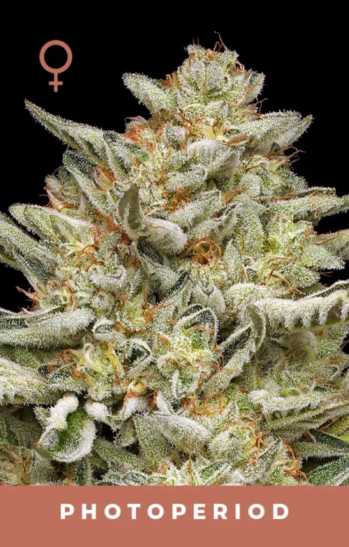 OG Triploid Feminized Cannabis