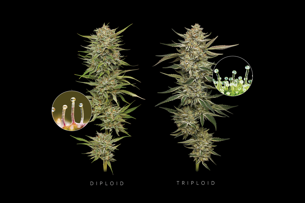 Diploid and Triploid Image