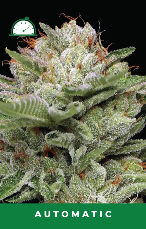 Durban Poison