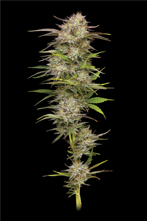 California Haze Flower Photo