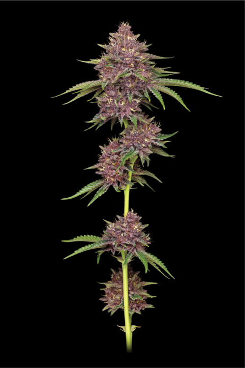 Purpz Flower Photo
