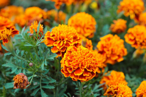 Marigold flowers companion planting