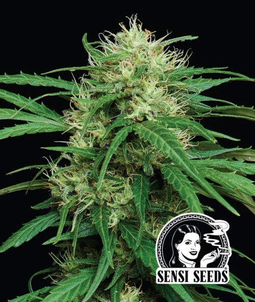 Haze Dawg Flower Photo